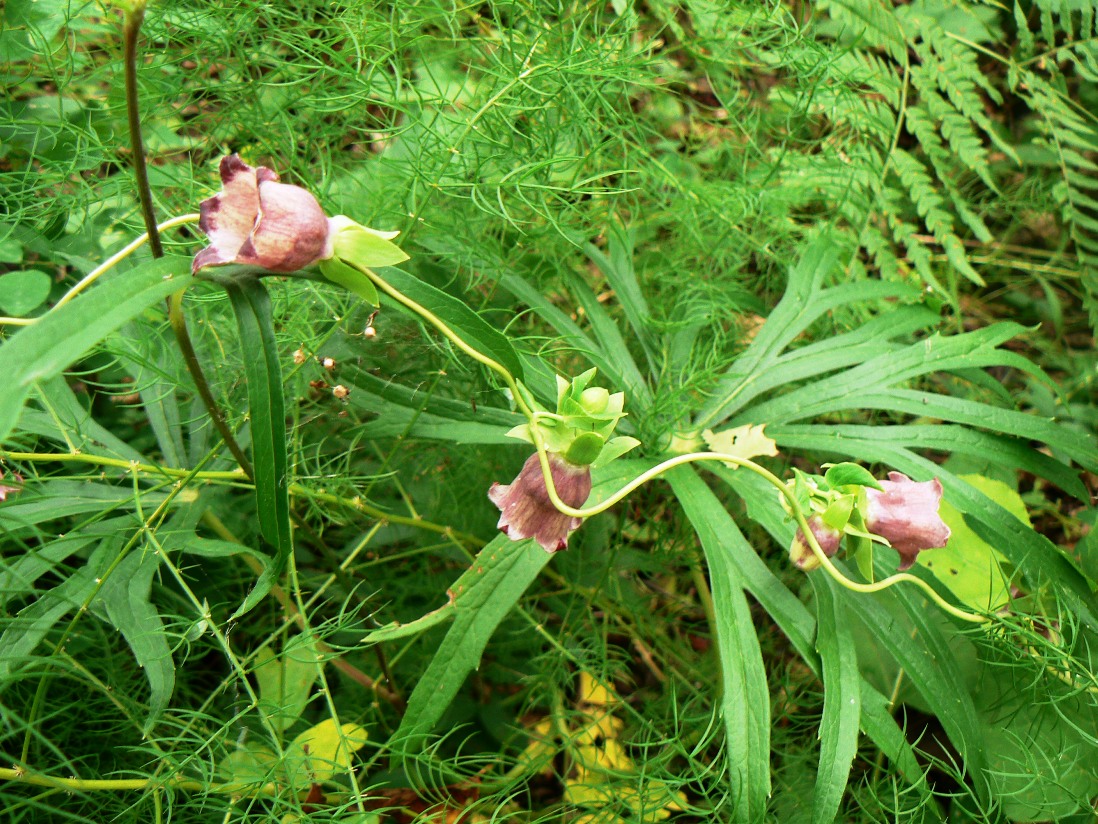 Изображение особи Codonopsis ussuriensis.