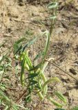 Astragalus campylorhynchus