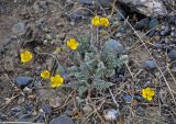 Potentilla astragalifolia