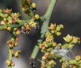 Scutia spicata