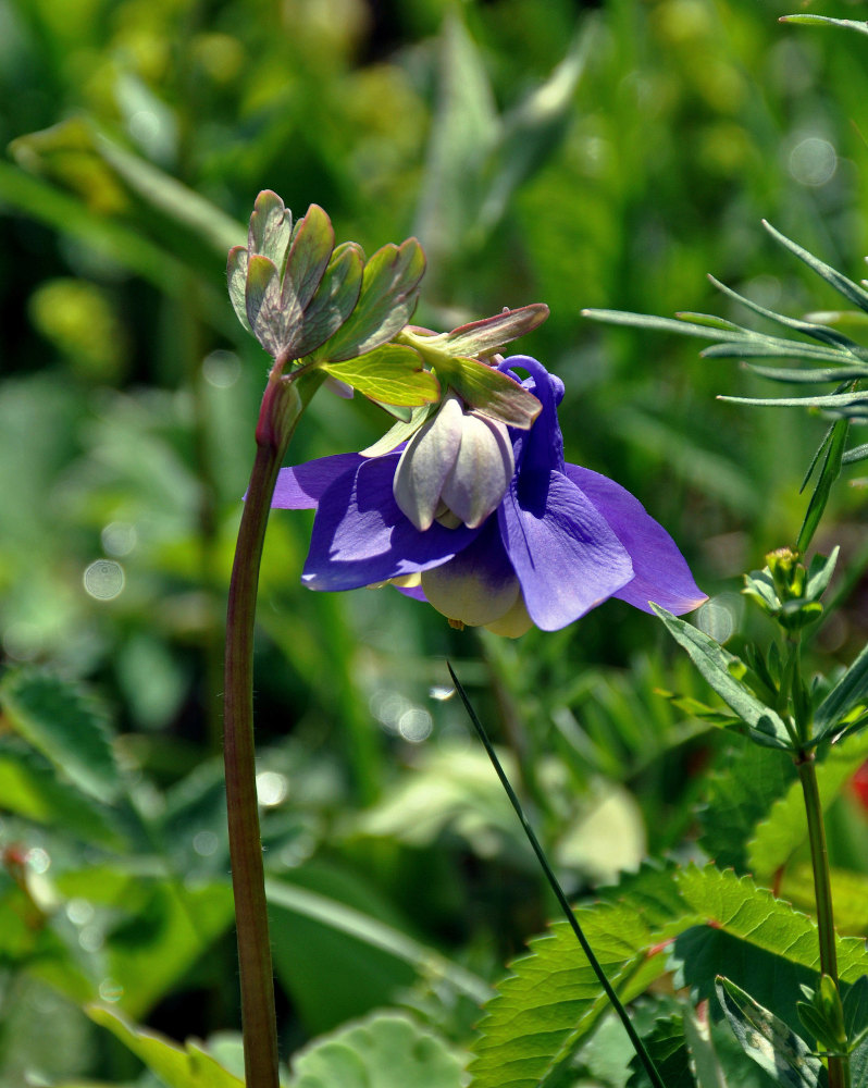 Изображение особи Aquilegia sibirica.