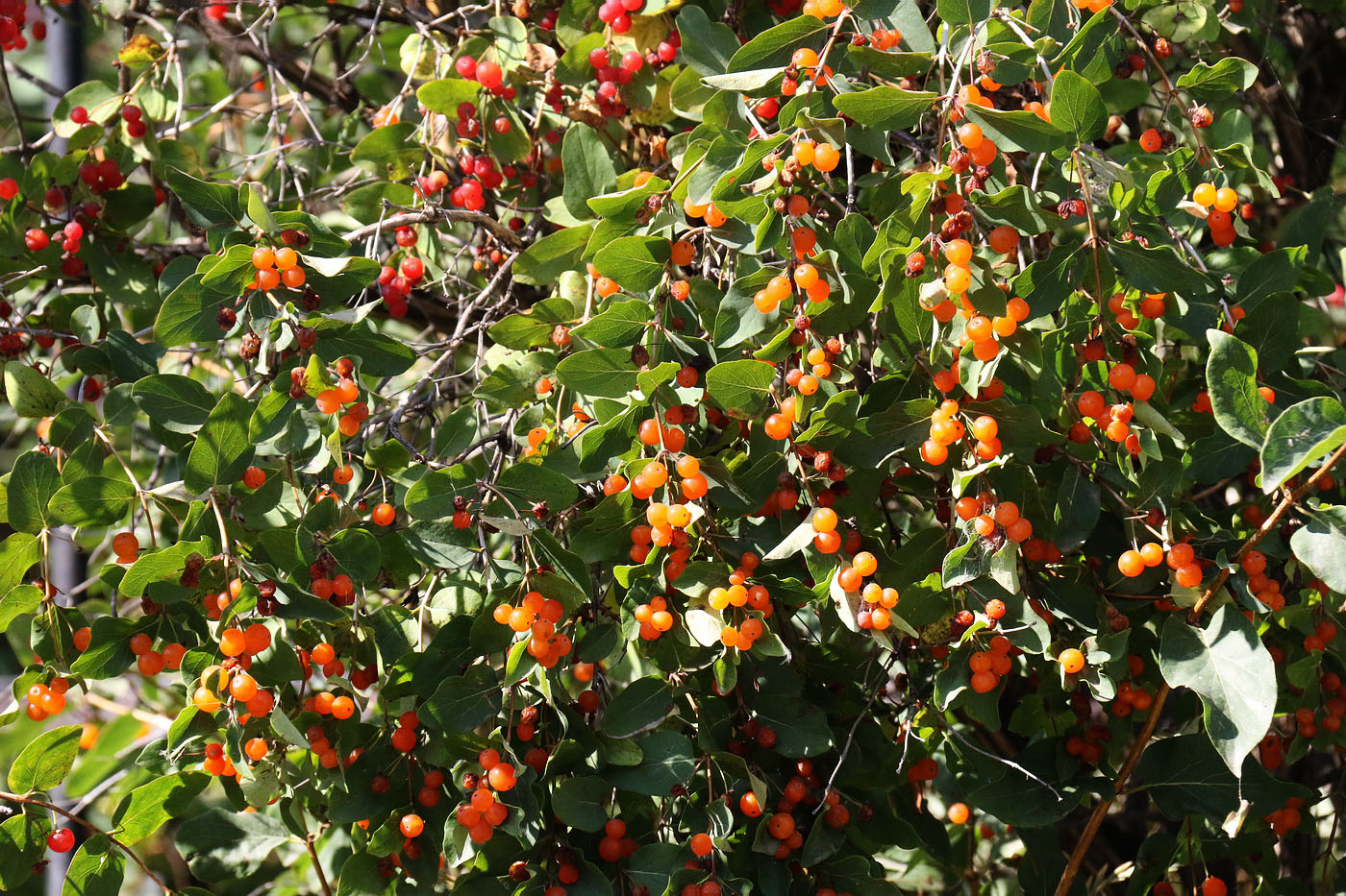 Image of Lonicera tatarica specimen.