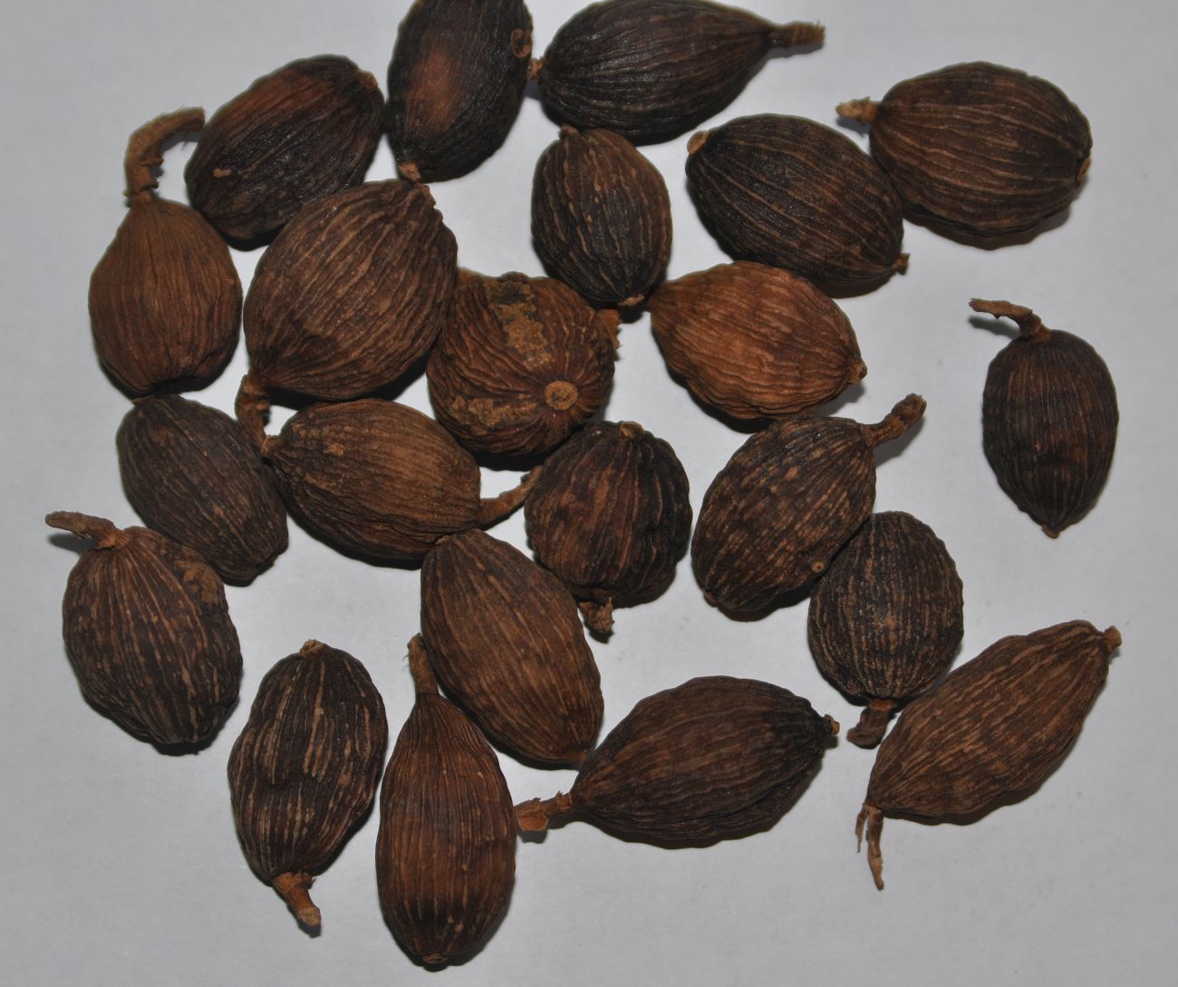 Изображение особи Elettaria cardamomum.