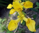 Iris pseudacorus