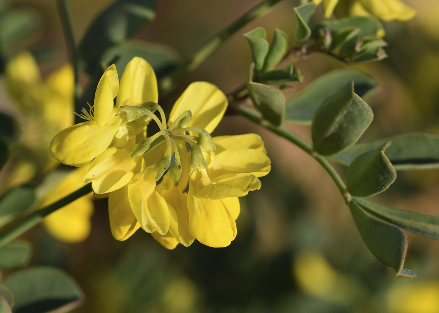 Изображение особи Coronilla valentina ssp. glauca.