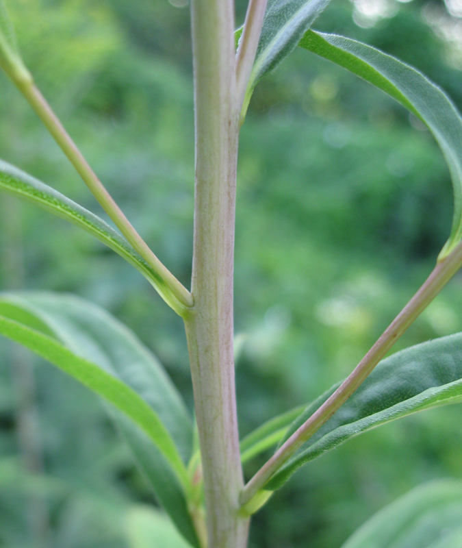Изображение особи Solidago gigantea.