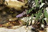 Buddleja davidii. Верхушки цветущих и плодоносящих побегов. Испания, Каталония, пров. Жирона, комарка Ла-Гарроча, муниципалитет Салес-де-Льерка, русло р. Сант-Аниоль, у кромки воды. 29.09.2019.