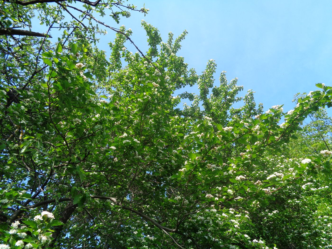 Image of genus Crataegus specimen.