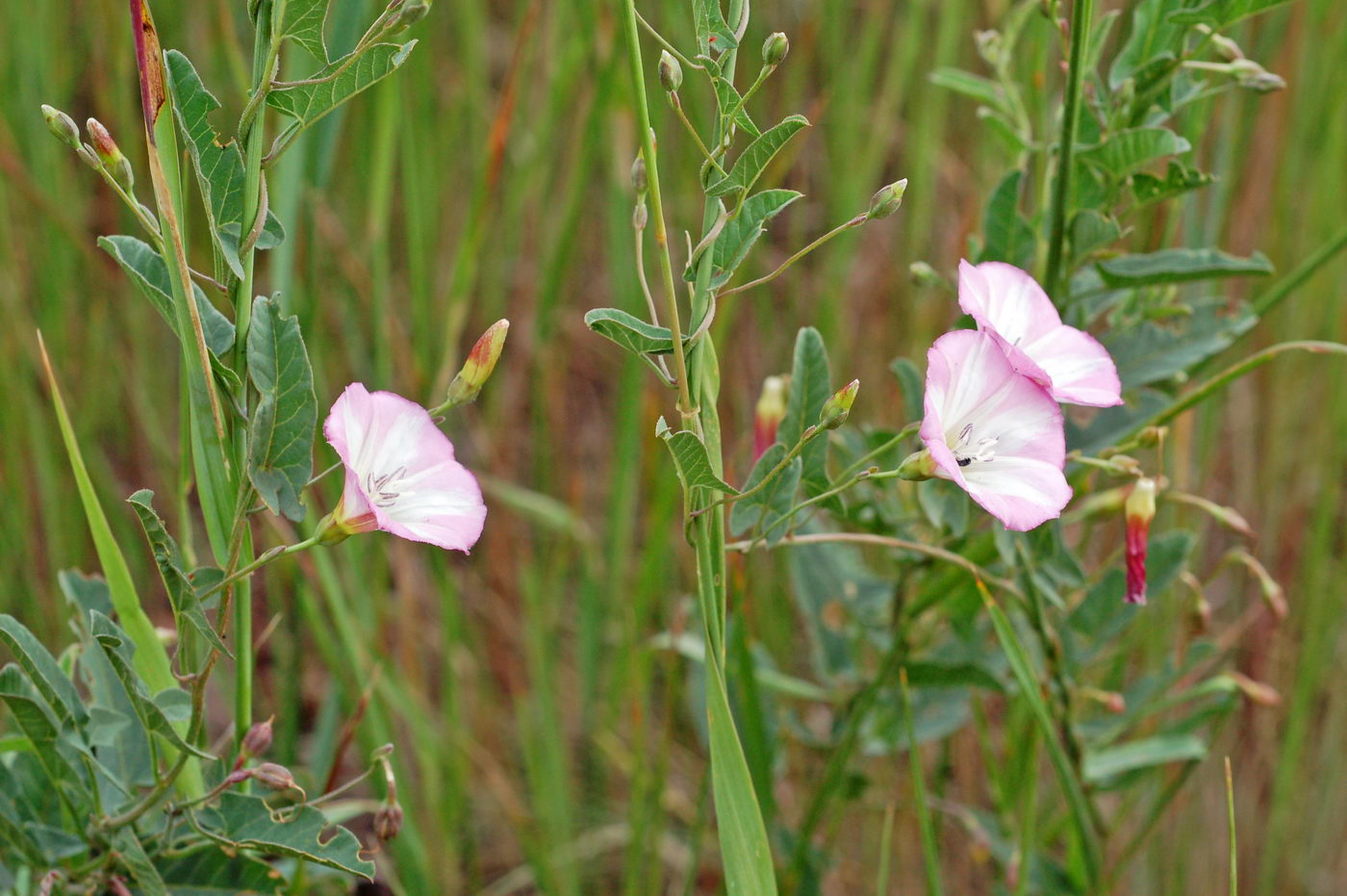 Изображение особи Convolvulus arvensis.