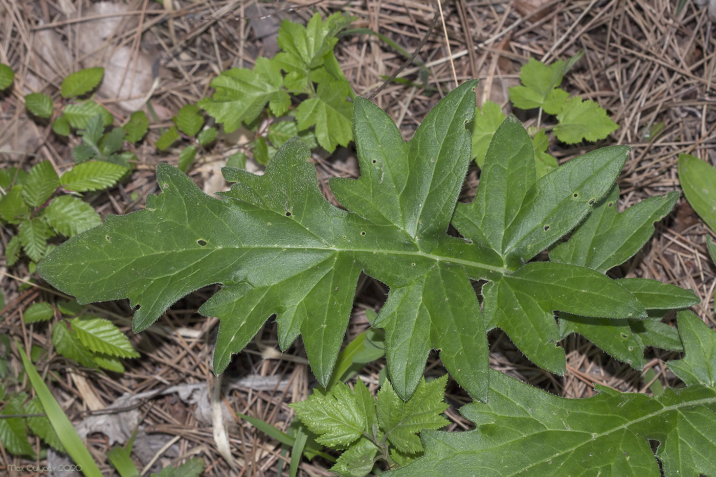 Изображение особи семейство Asteraceae.