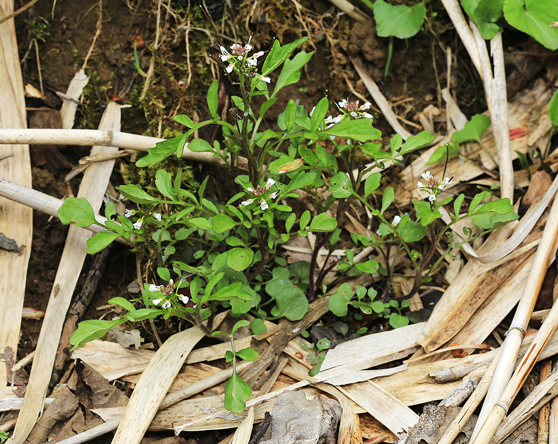 Изображение особи Cardamine regeliana.