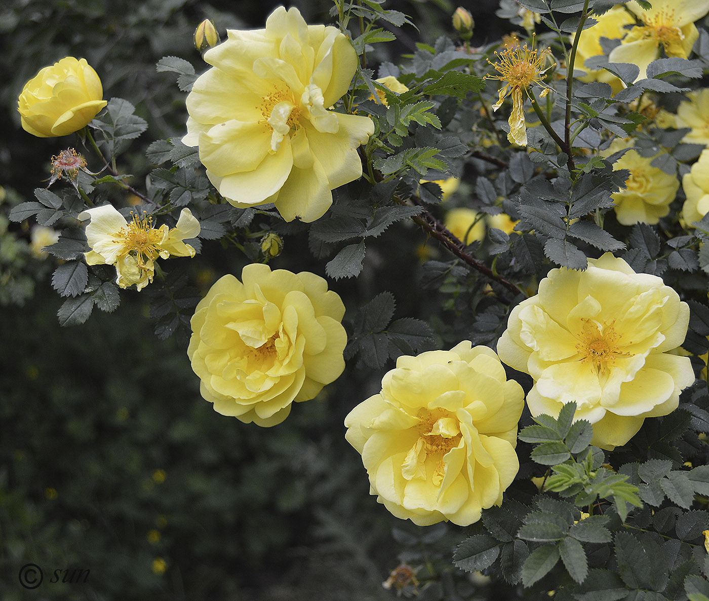 Изображение особи Rosa foetida var. persiana.