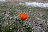 Tulipa greigii