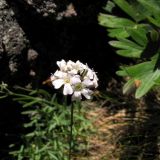 Gypsophila uralensis. Соцветие. Челябинская обл., хр. Уреньга. 18.07.2010.