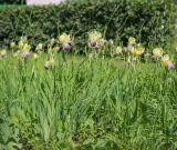 Iris variegata