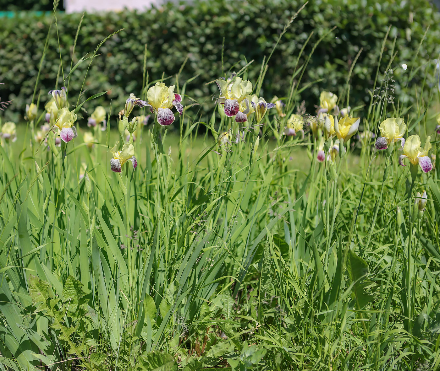 Изображение особи Iris variegata.