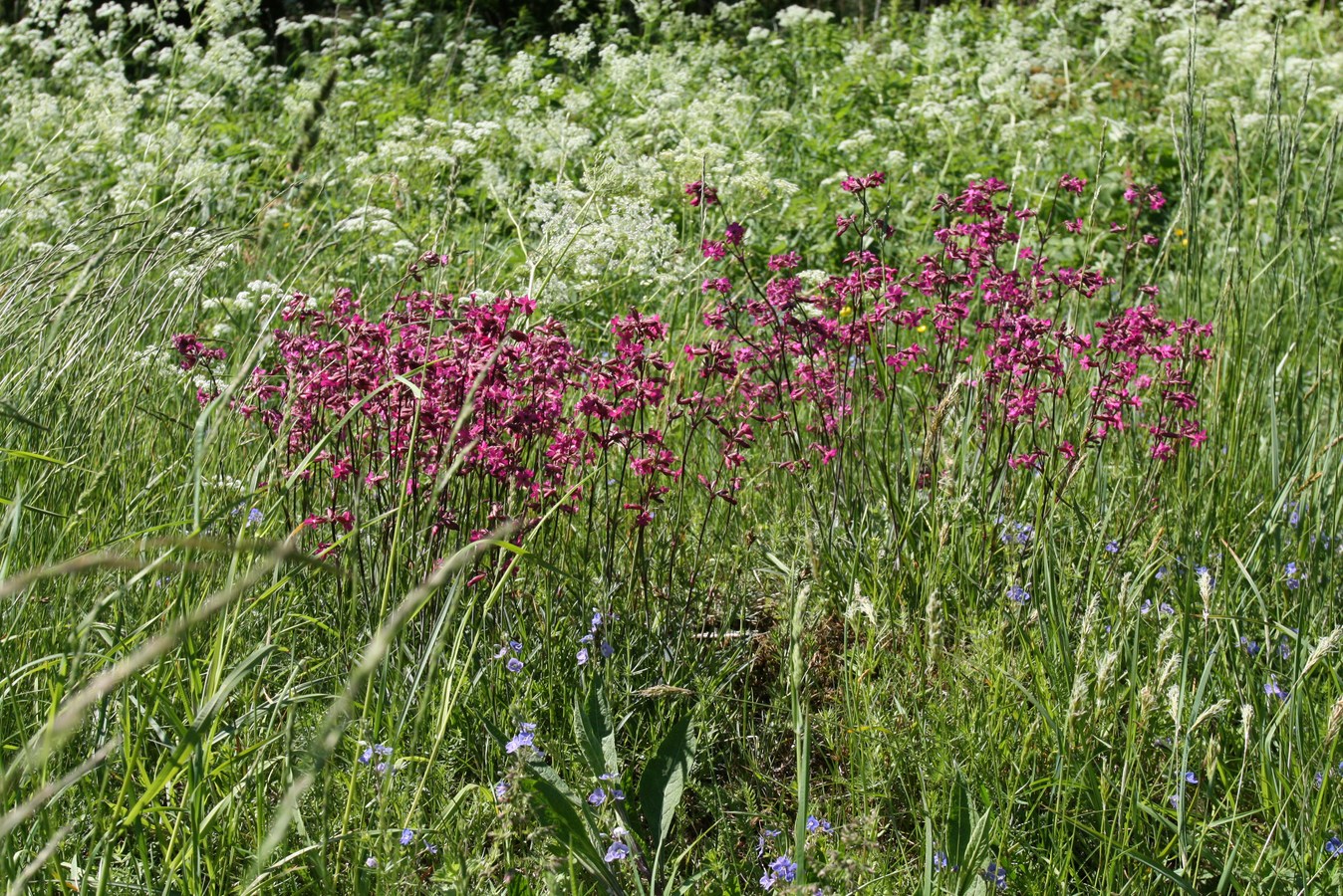 Изображение особи Viscaria vulgaris.