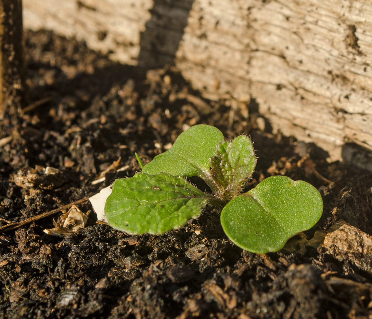 Изображение особи семейство Brassicaceae.