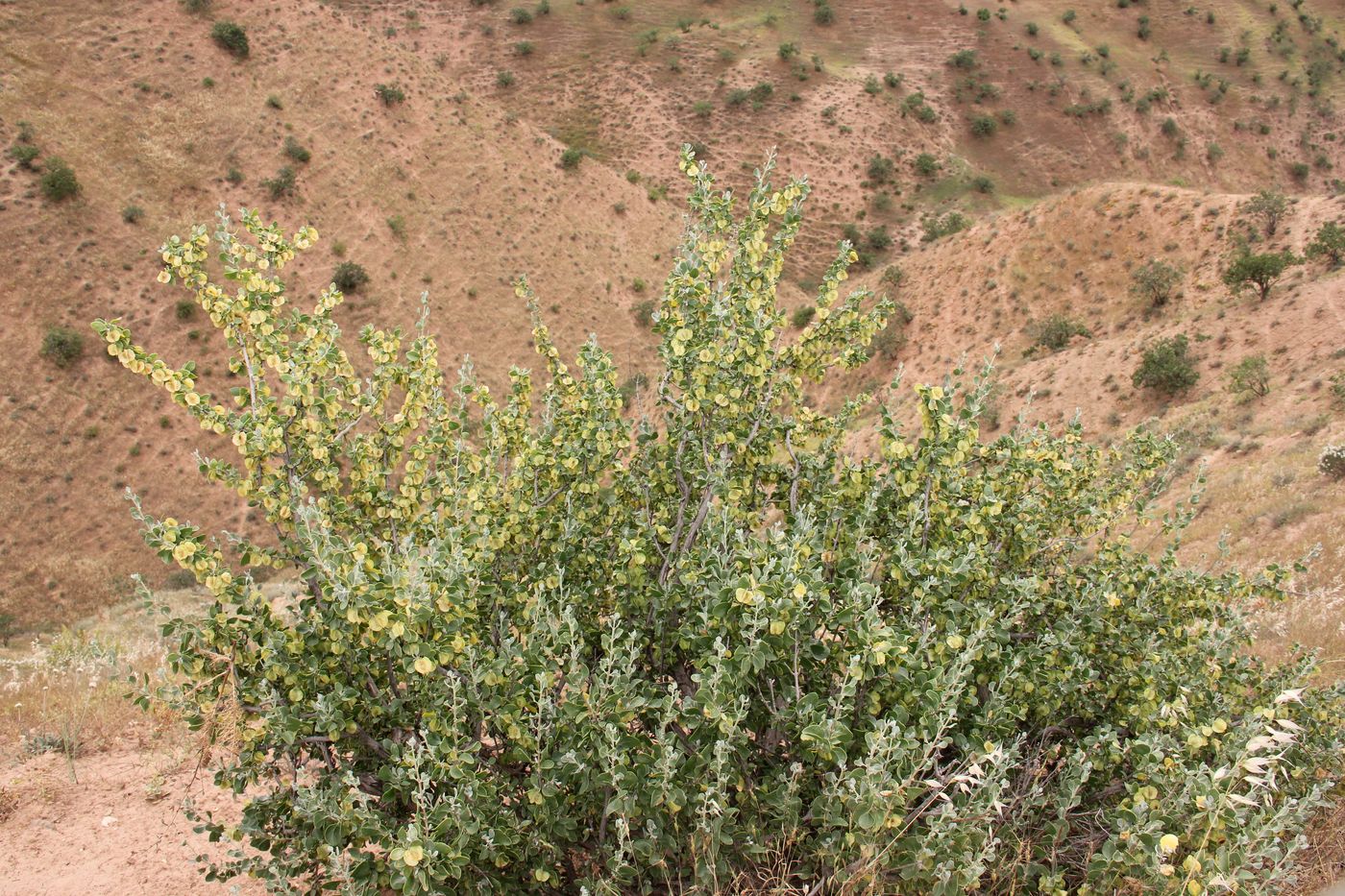 Image of Zygophyllum atriplicoides specimen.