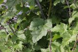 genus Ribes