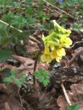 Corydalis bracteata