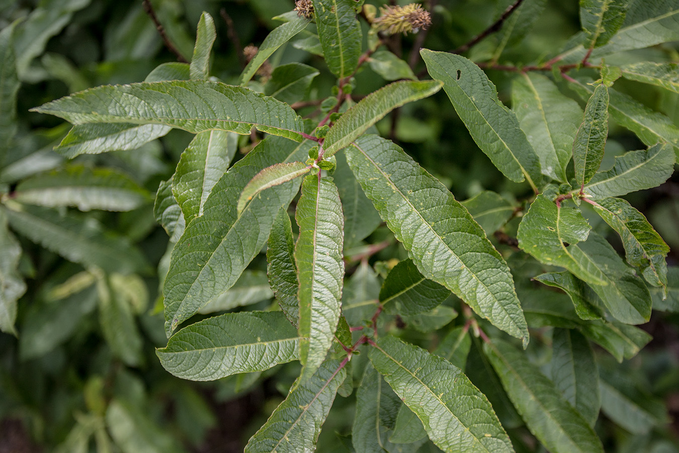 Image of Salix caucasica specimen.