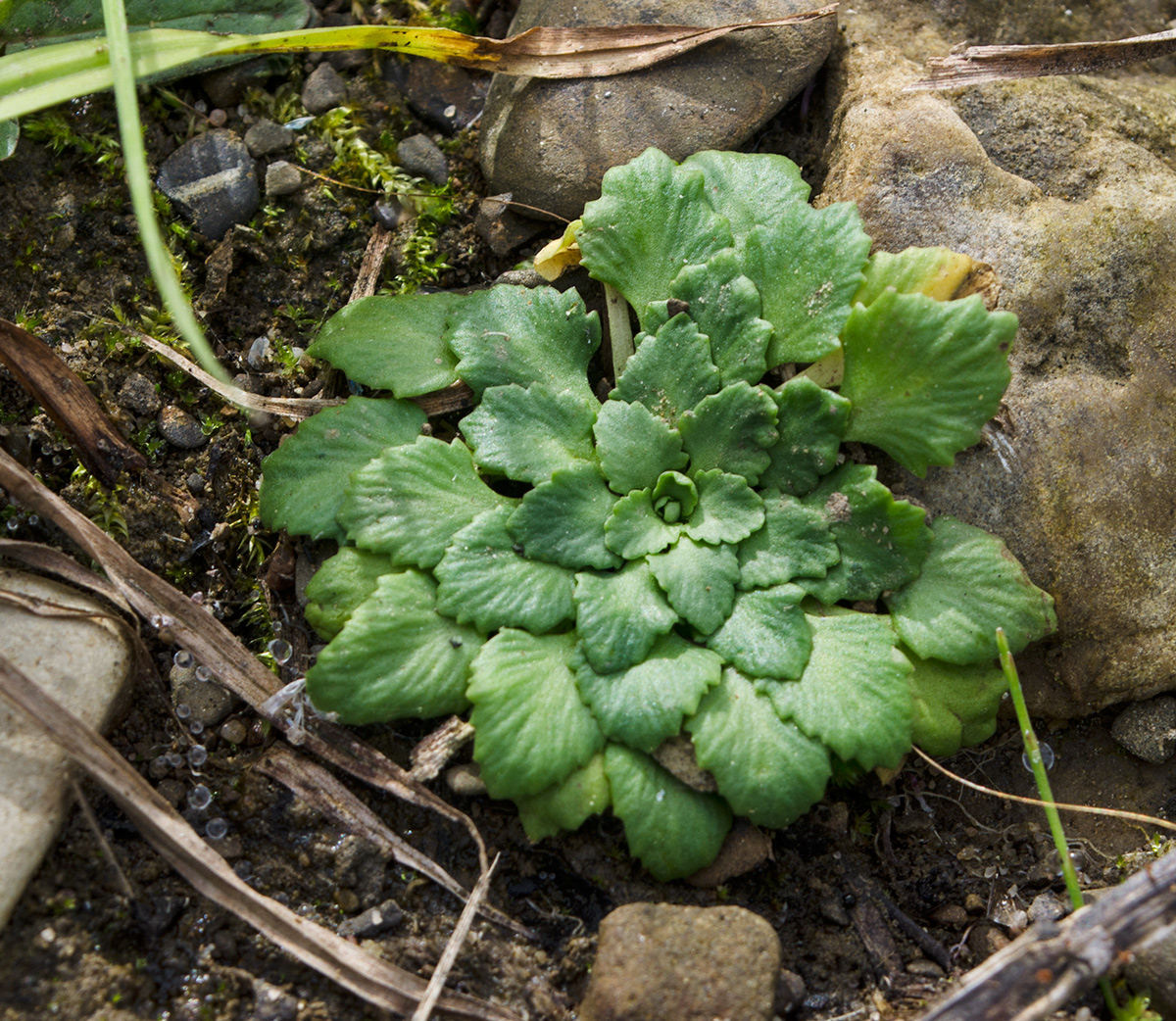 Image of Androsace filiformis specimen.