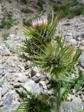 Cirsium semenowii