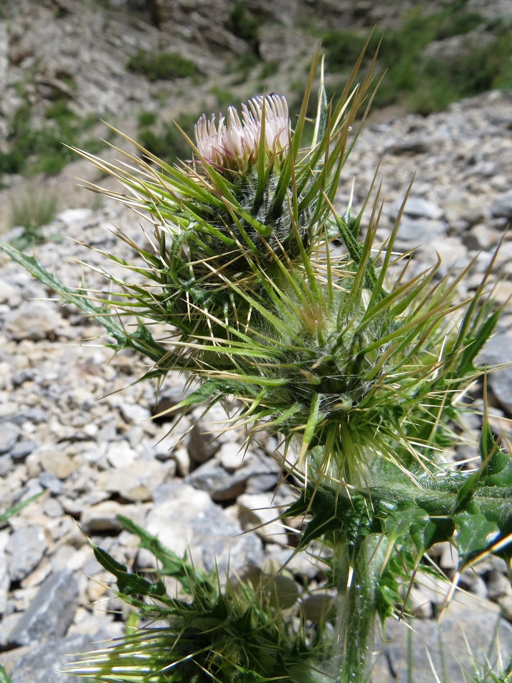 Изображение особи Cirsium semenowii.