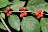 genus Lonicera