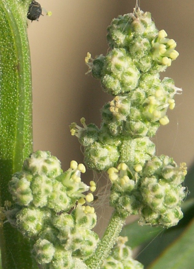 Image of Chenopodium striatiforme specimen.