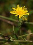 Picris hieracioides