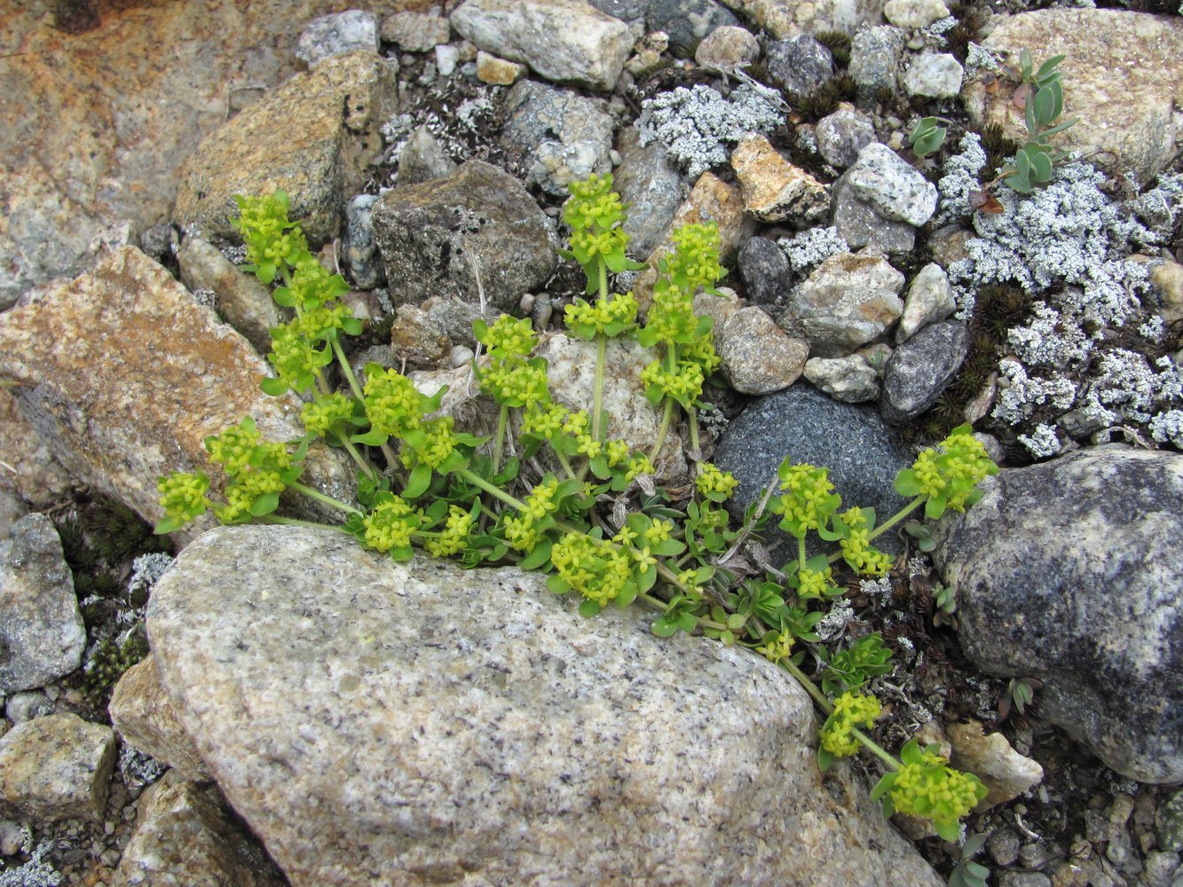 Изображение особи род Cruciata.