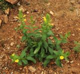 Oenothera villosa