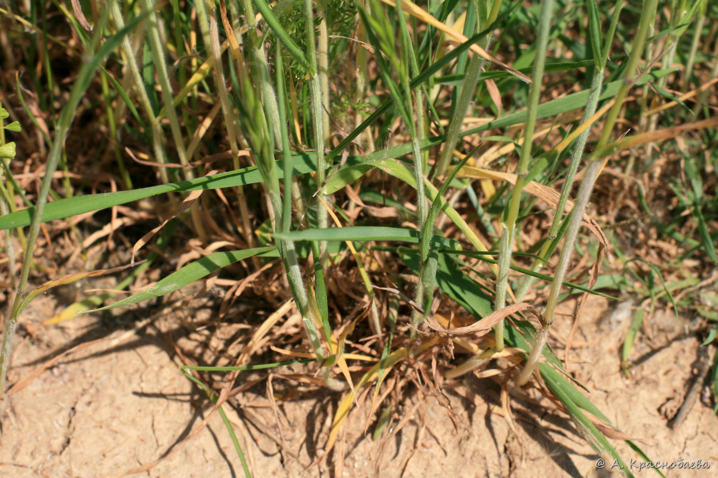 Image of Bromus hordeaceus specimen.