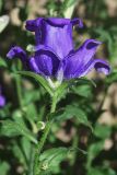 Campanula medium