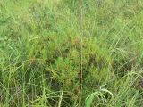 Ledum palustre
