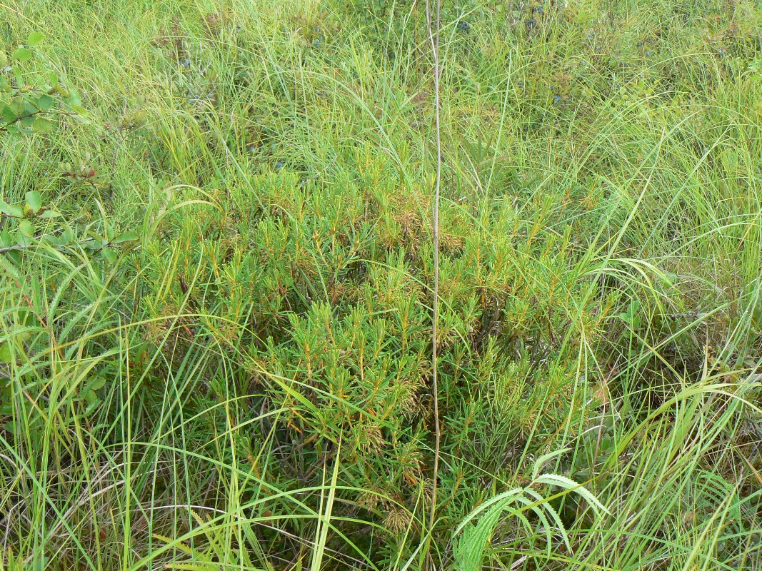 Image of Ledum palustre specimen.