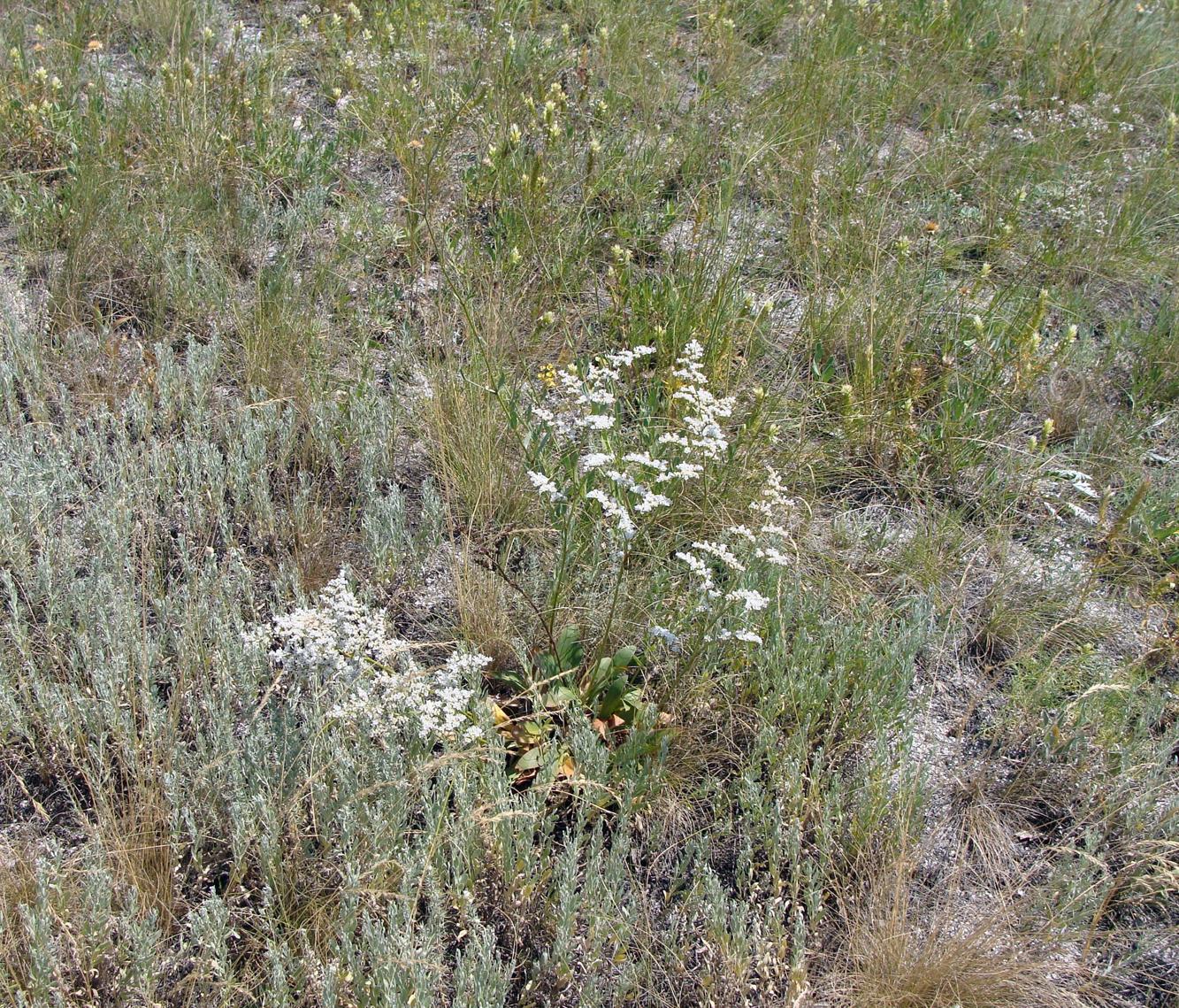 Image of Goniolimon elatum specimen.