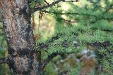 Larix sibirica. Ствол молодого дерева. Восточный Казахстан, территория Маркакольского заповедника. Август 2008 г.