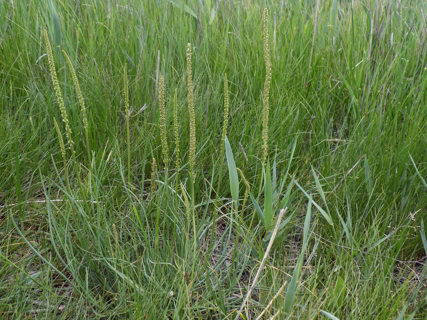 Image of Triglochin maritima specimen.