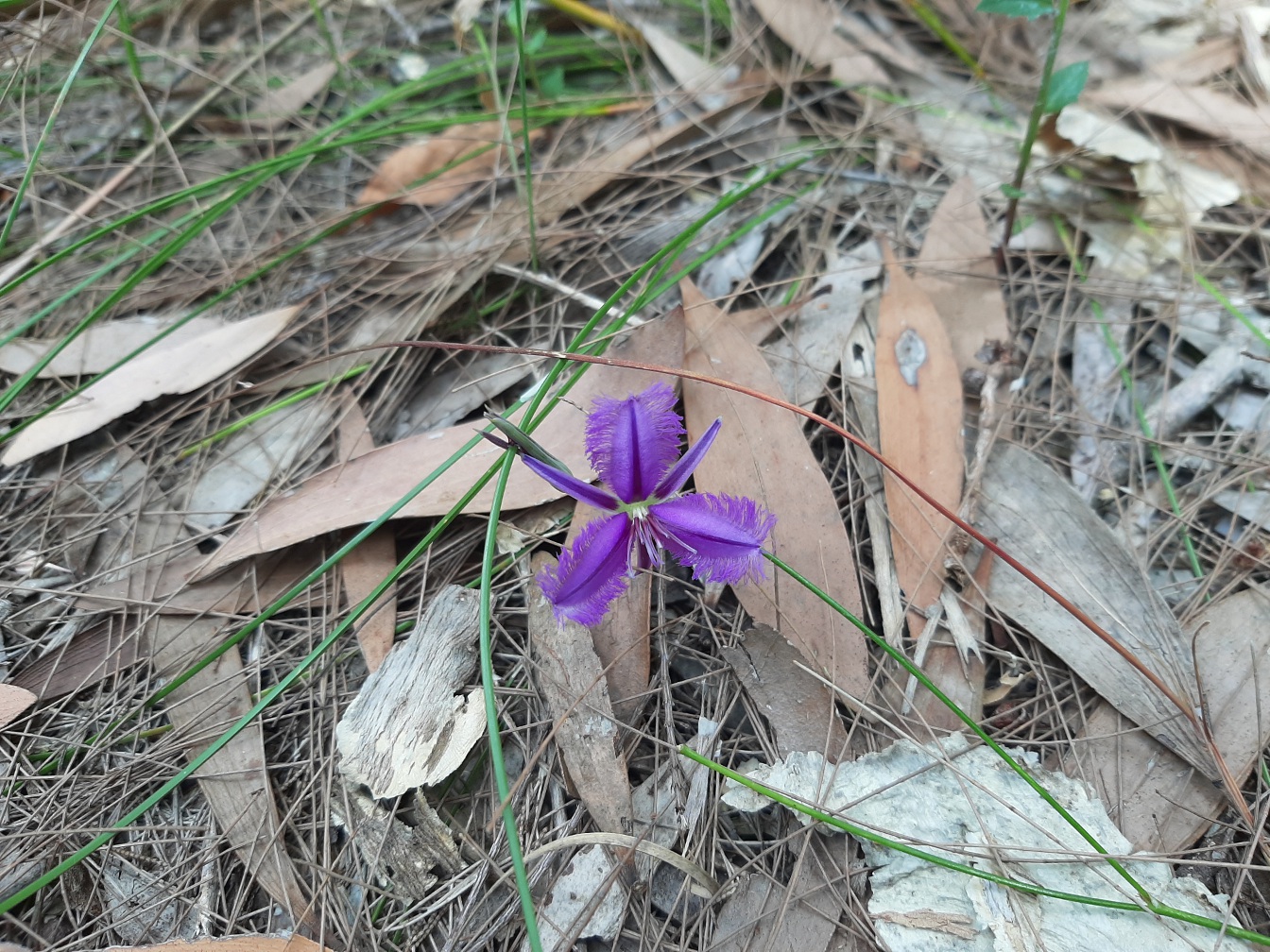 Изображение особи Thysanotus tuberosus.