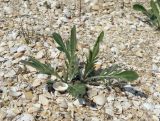 Cephalaria uralensis. Молодое растение. Краснодарский край, Ейский п-ов, коса Долгая. 28.04.2021.