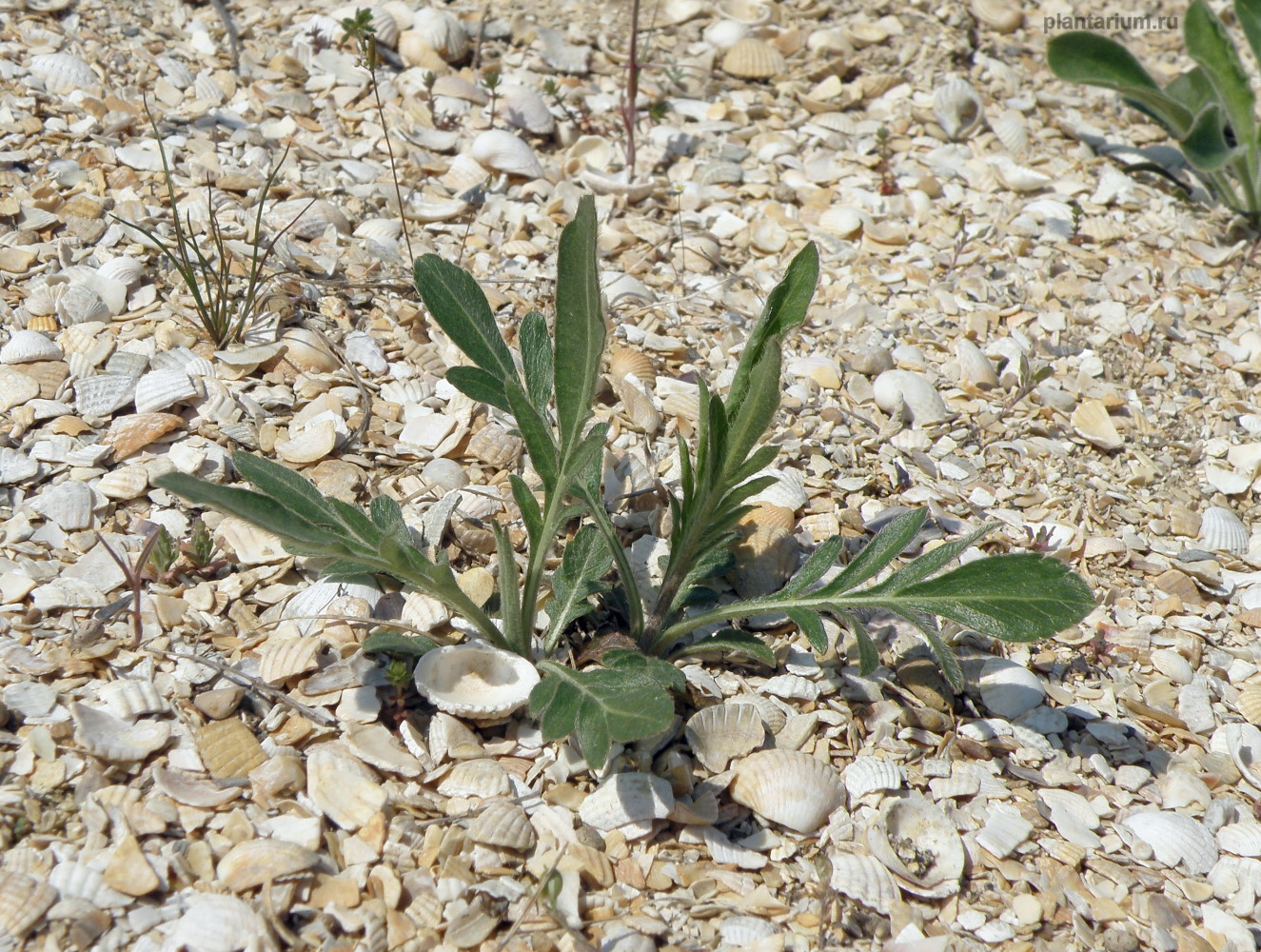 Image of Cephalaria uralensis specimen.