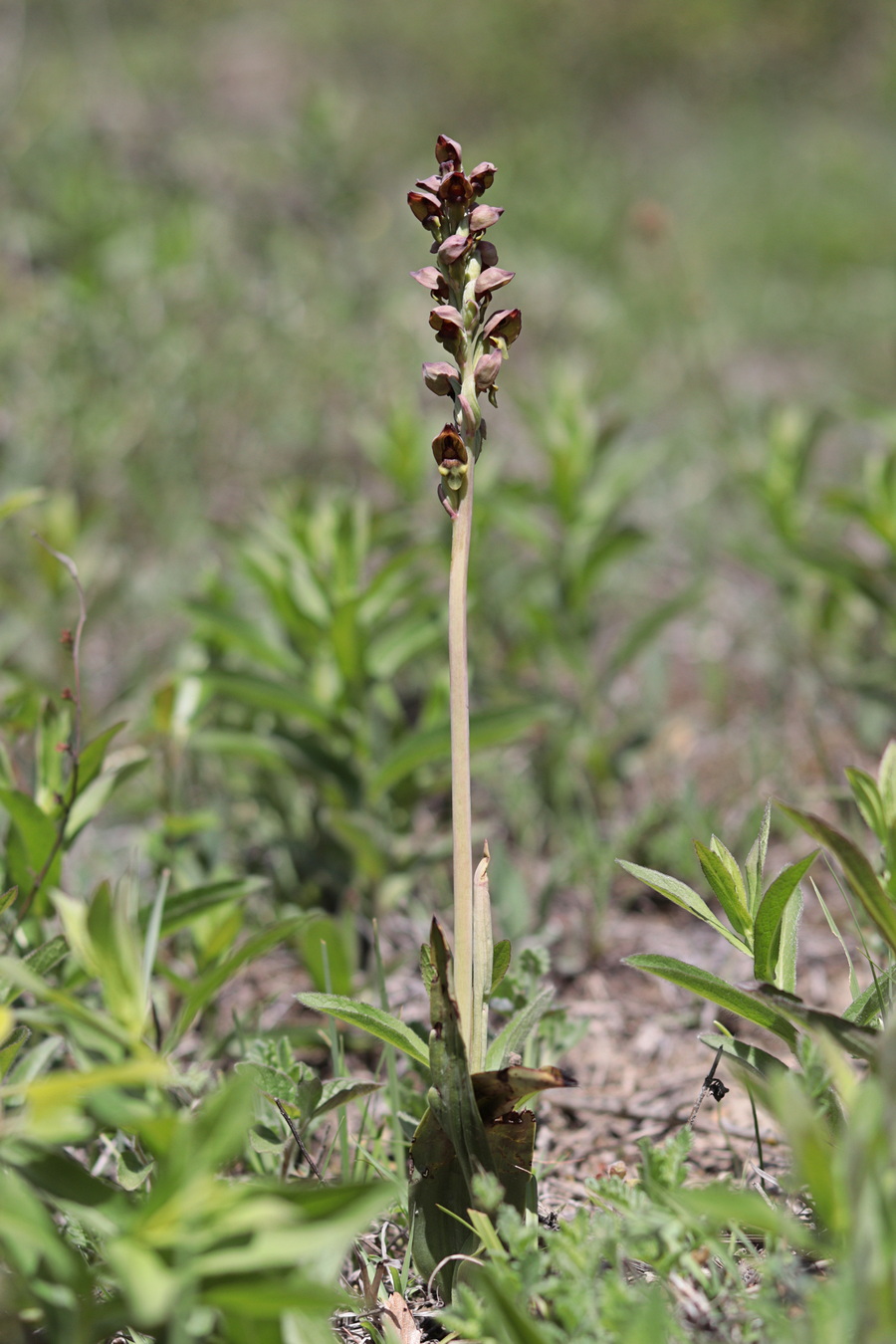 Image of Steveniella satyrioides specimen.