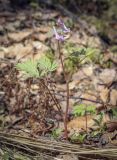 Corydalis solida. Цветущее растение. Пермский край, Лысьвенский р-н, долина р. Чусовая, камень Новикова, хвойный лес. 05.05.2021.