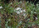 род Ornithogalum. Цветущее растение. Крым, Караларский природный парк, окр. бухты Шелковица, степной склон. 08.05.2021.