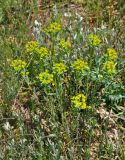 Euphorbia seguieriana