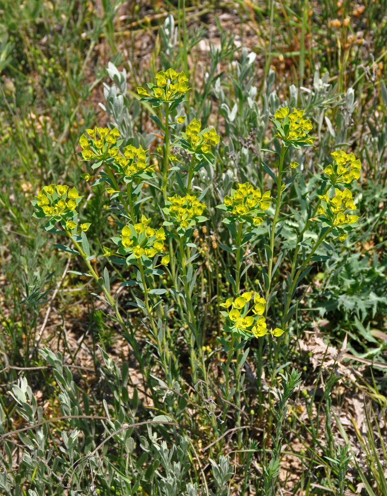 Image of genus Euphorbia specimen.