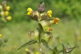 Rhinanthus minor